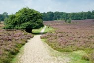 Gelderland