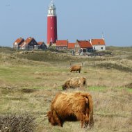 Texel