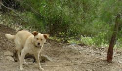 Hond vast gebonden aan boom